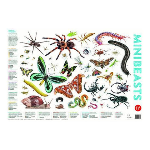 Mini Beasts Wall Poster - MrPRICE.online