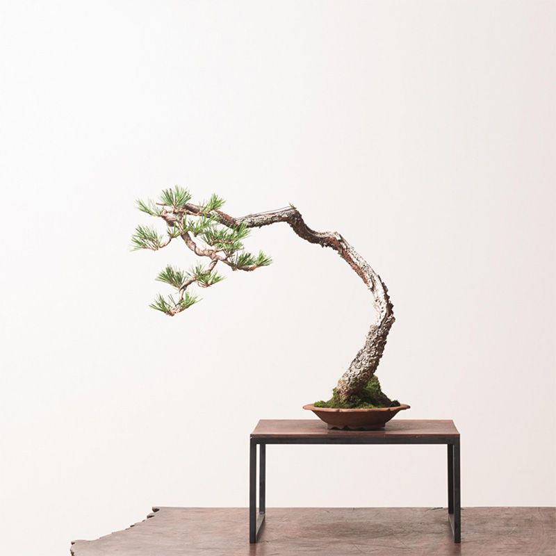 Pine Bonsai – MrPRICE.online