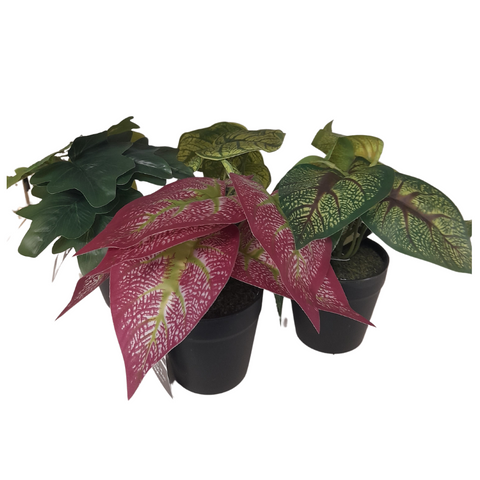 Plant in Pot 25cm - MrPRICE.online