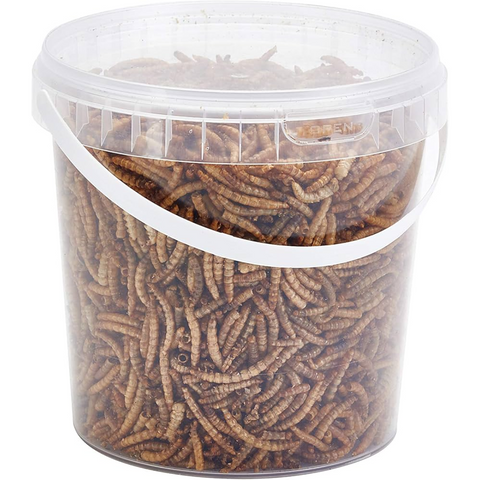 Large Mealworms 1kg Bucket - MrPRICE.online
